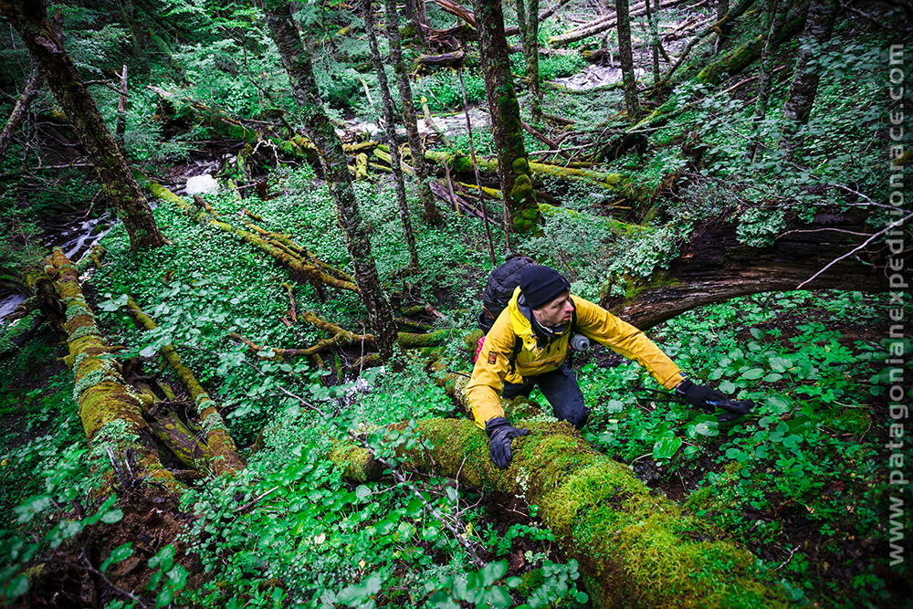 Chris Near in the dense forest on the last trekking part of the race. Photo: Ulrik Hasemann