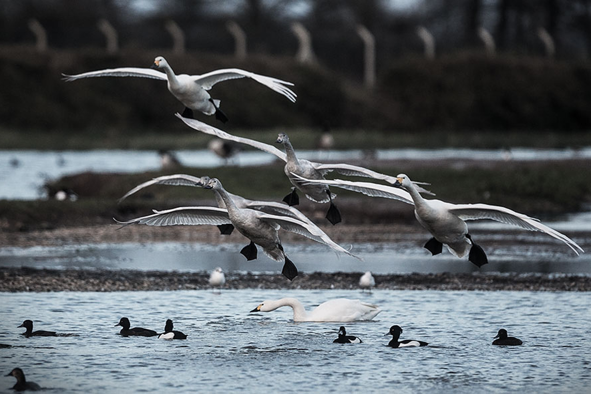 Bewick's swans taking off over water.